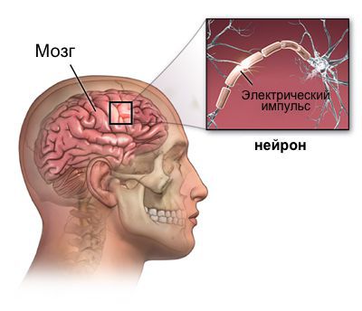 Электрическая активность в головном мозге